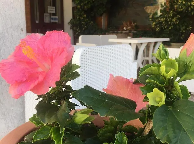 Pino Loricato Castelluccio Inferiore